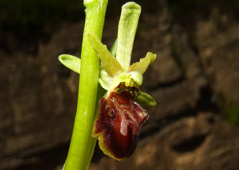 la mia prima..... Ophrys sphegodes